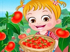 Baby Hazel Tomato Farming