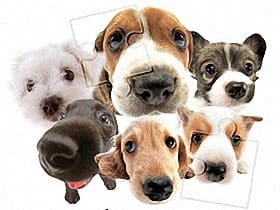 Cute Dog Jigsaw